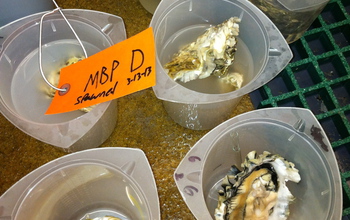 containers with oyster larvae samples for testing in the lab.